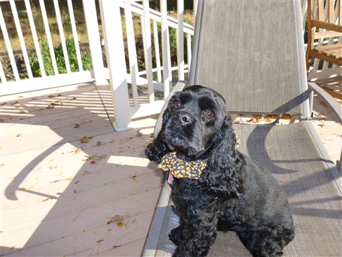onyx 