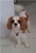 Jolie 